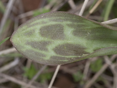 Erythronium multiscapideum
