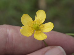 Ranunculus occidentalis occidentalis