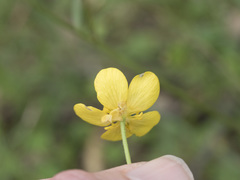 Ranunculus occidentalis occidentalis