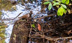 Leptotila plumbeiceps