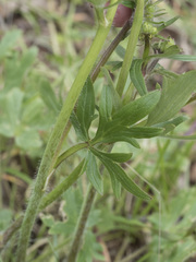 Ranunculus occidentalis occidentalis