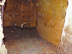 Coleura afra
