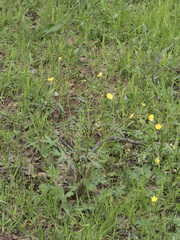 Ranunculus occidentalis occidentalis