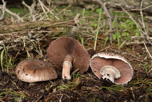 Agaricus bisporus — (c) Alan Rockefeller, some rights reserved (CC BY)
