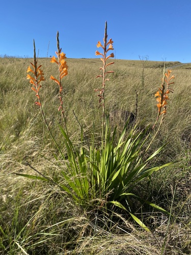 Watsonia pillansii, photograph 2