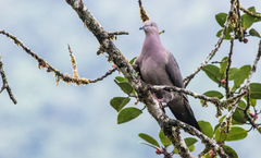 Plumbeous Pigeon photo 4
