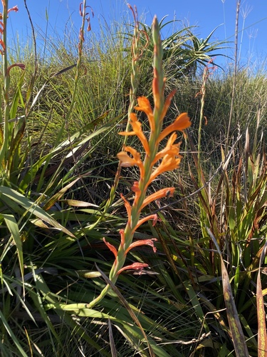 Watsonia pillansii, photograph 3