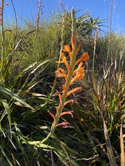Watsonia pillansii, photograph (c) Sunčana Bradley, some rights reserved (CC BY)