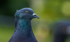 Columba livia domestica
