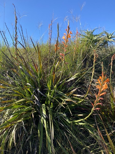 Watsonia pillansii, photograph 4