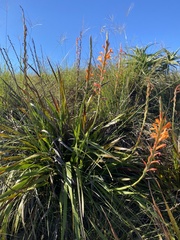 Watsonia pillansii, photograph (c) Sunčana Bradley, some rights reserved (CC BY)