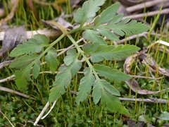 Sceptridium multifidum