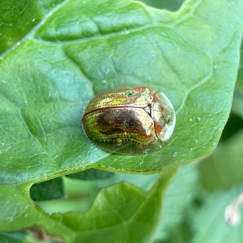 Golden tortoise beetle