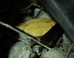 Hemeroplanis scopulepes