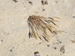 Festuca juncifolia