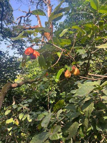 Ackee