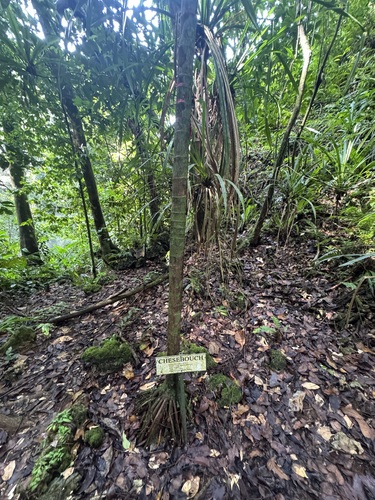 Ponapea observed 2026-04-16