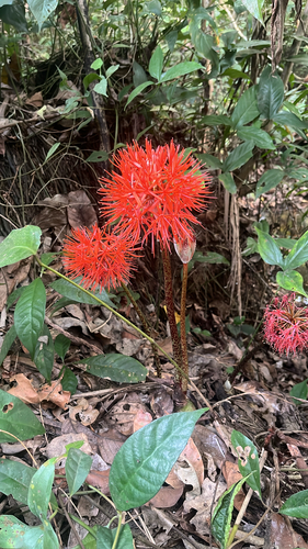 Bloodlily