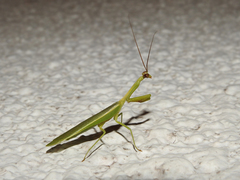 Parastagmatoptera unipunctata