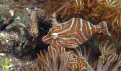 Acreichthys radiatus