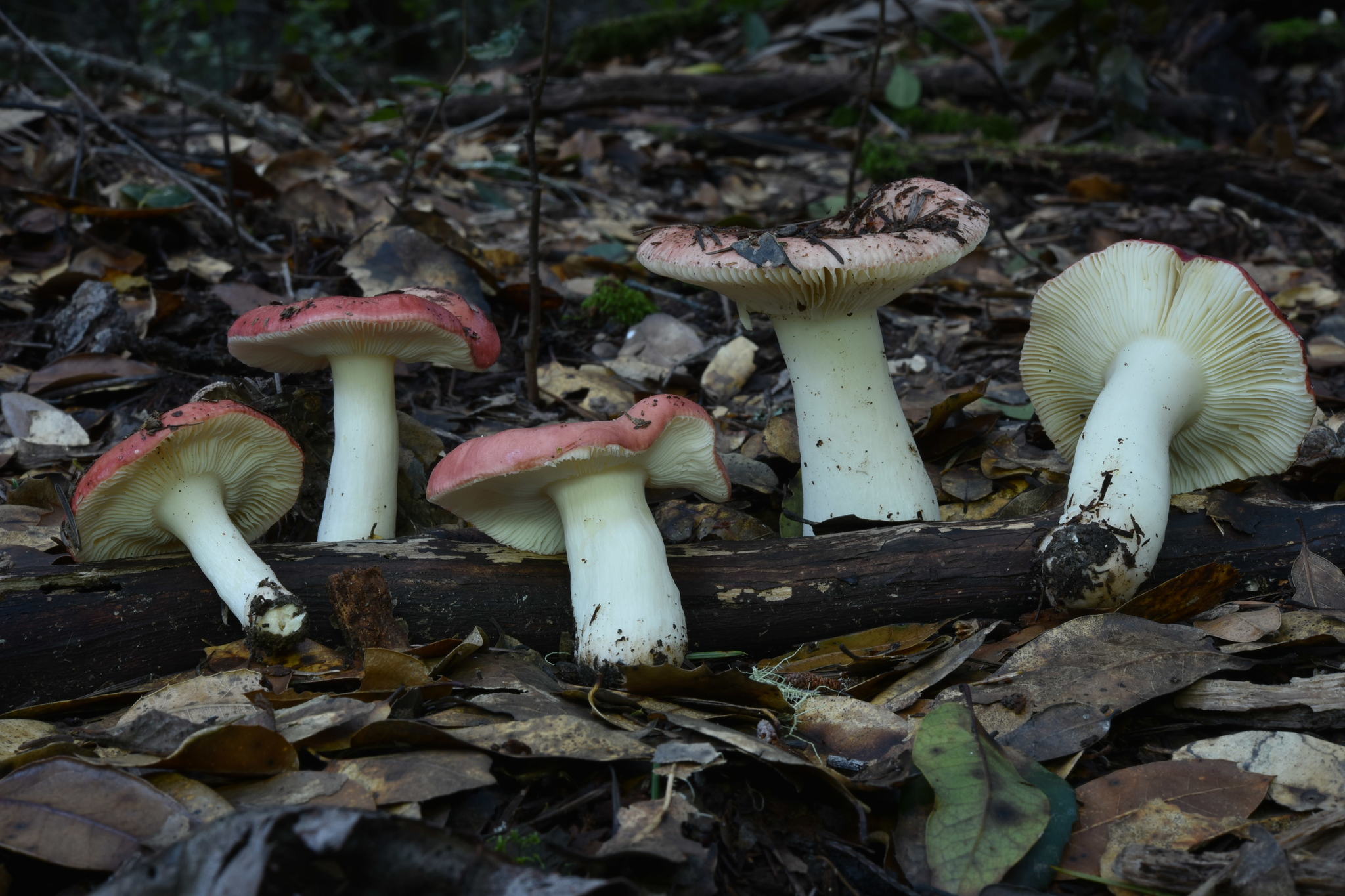 Russula cremoricolor image