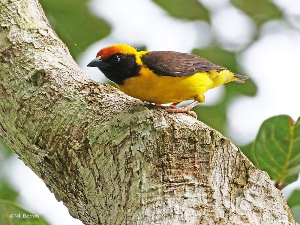 Preuss's Weaver photo