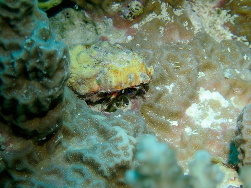 Calcinus lineapropodus observed 2026-04-15