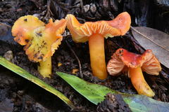 Hygrocybe splendidissima