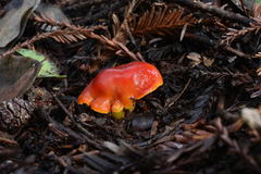 Hygrocybe splendidissima