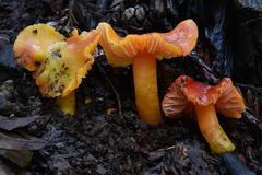 Hygrocybe splendidissima