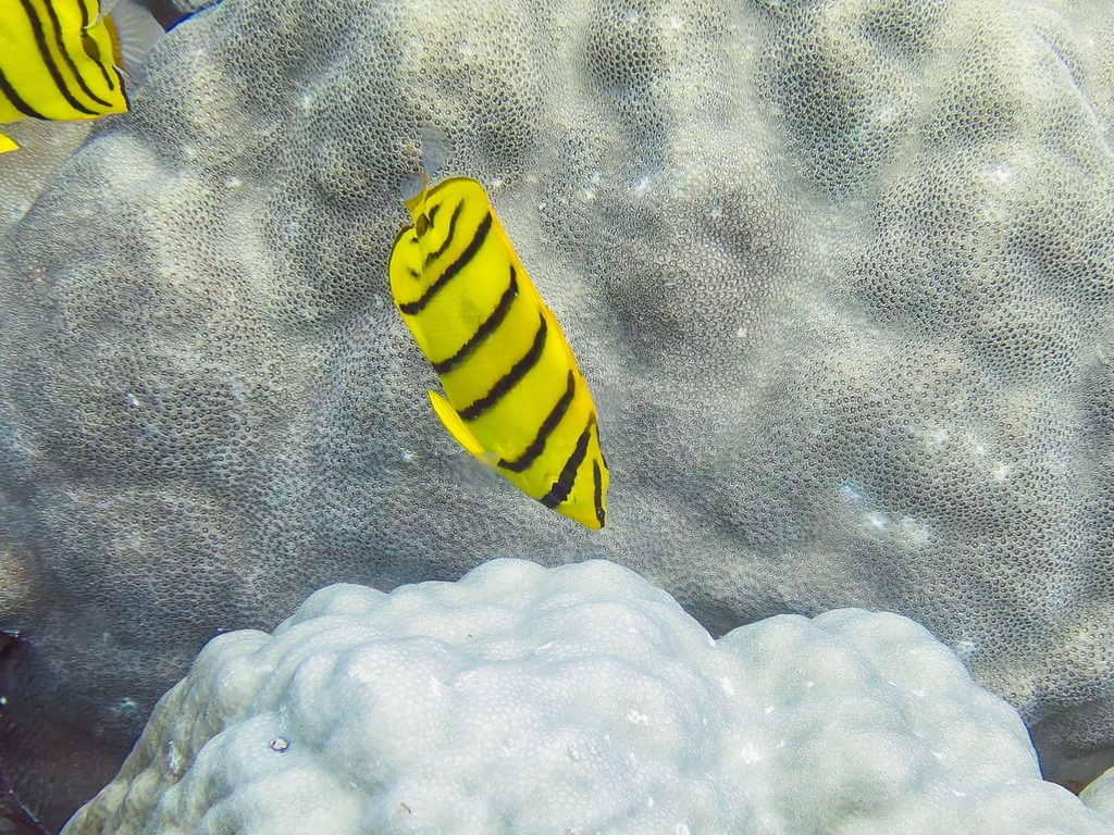 Eightband butterflyfish