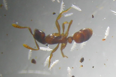 Ponerinae