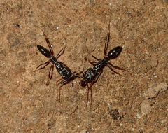 Odontomachus assiniensis