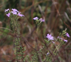 Jamesbrittenia grandiflora