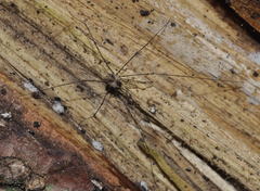 Mitostoma chrysomelas