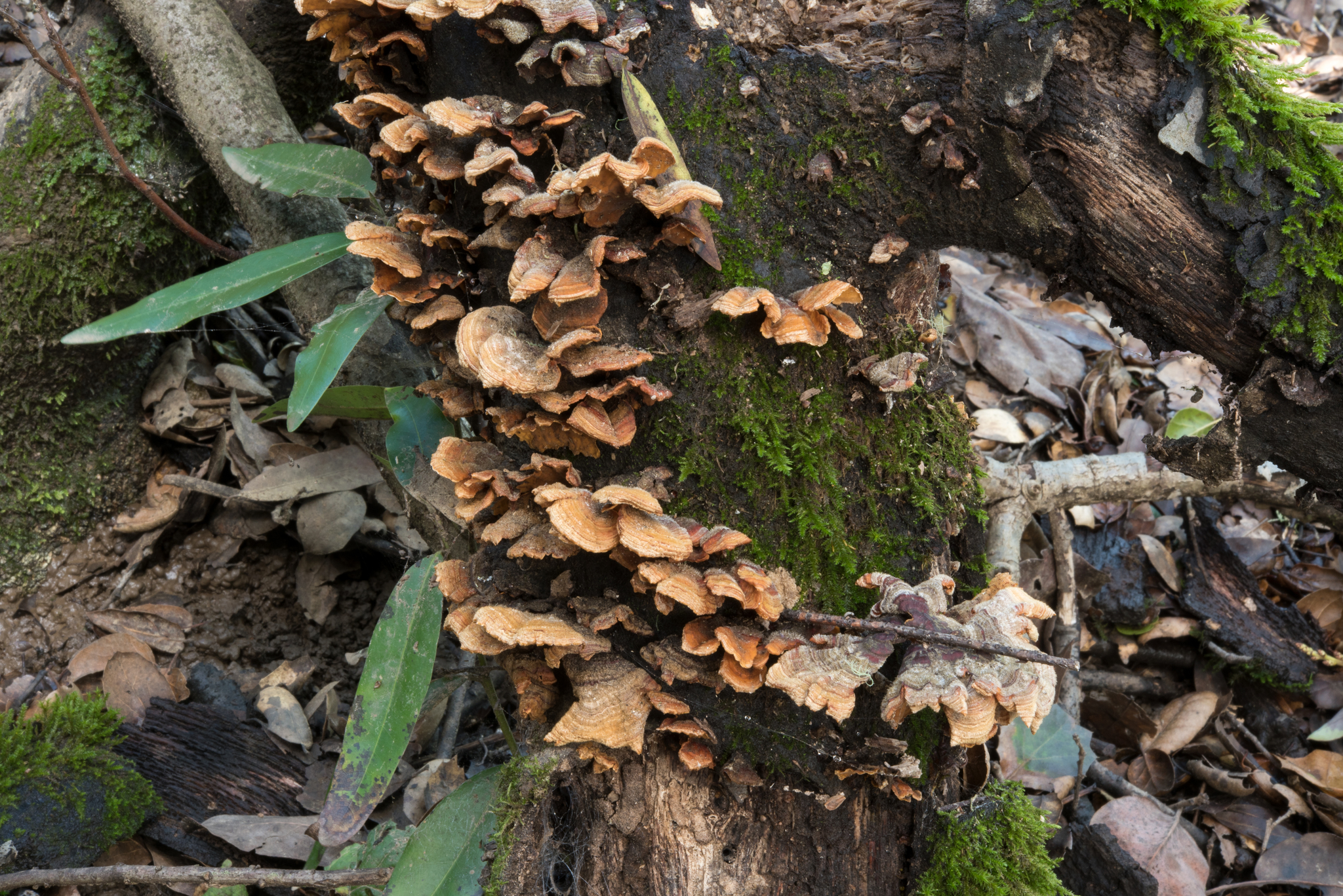 Stereum hirsutum image