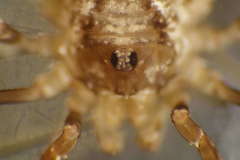 Oligolophus hanseni