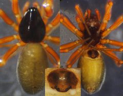 Walckenaeria cuspidata