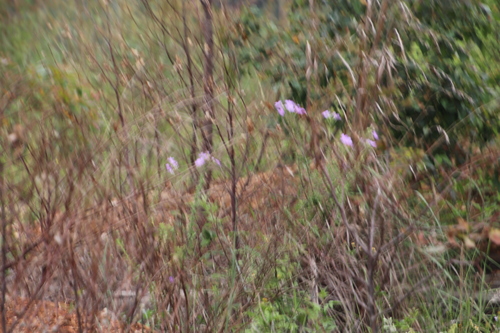 Image of Jamesbrittenia grandiflora by (c) Tony Rebelo, some rights reserved (CC BY-SA)