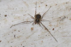 Oligolophus hanseni