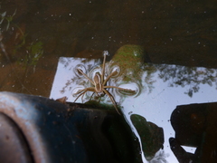 Pisauridae