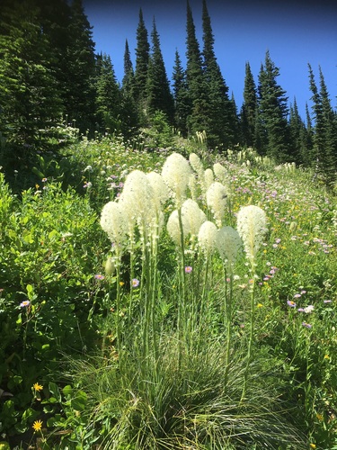 common beargrass