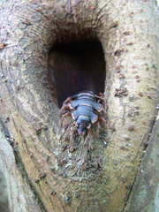 Diplopoda