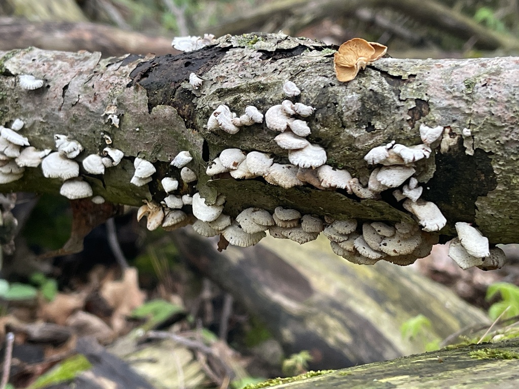 Panellus stipticus · April 2026 · photo: © peterboyer (iNaturalist, cc-by)