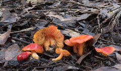 Hygrocybe splendidissima
