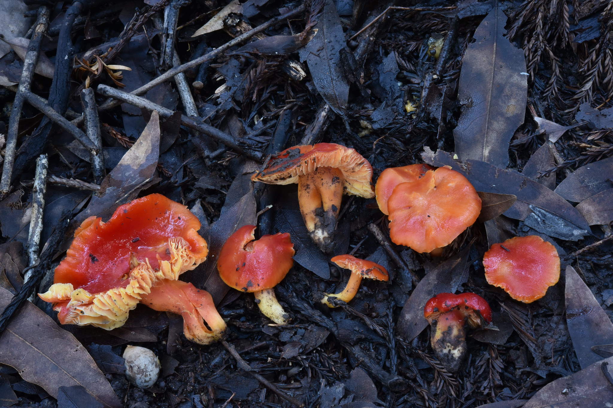 Hygrocybe splendidissima image