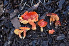 Hygrocybe splendidissima
