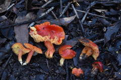 Hygrocybe splendidissima