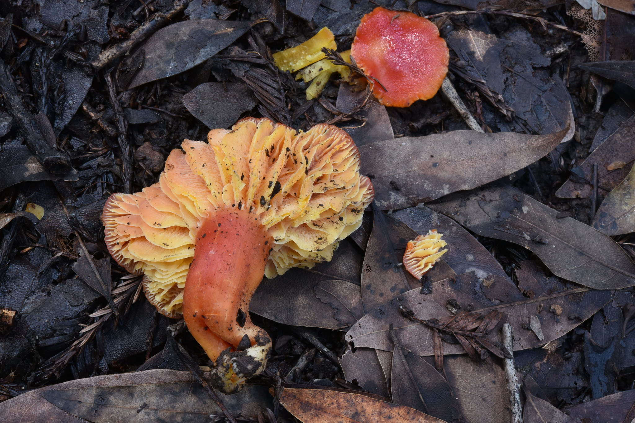 Hygrocybe splendidissima image