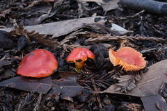 Hygrocybe splendidissima